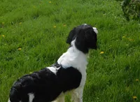 Seth, a male English Springer Spaniel for sale in Madison, SD – 3 of 10