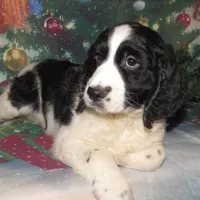 Seth, a male English Springer Spaniel for sale in Madison, SD – Photo 5 of 5