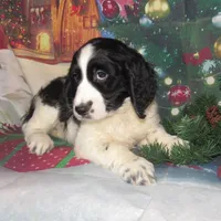 Seth, a male English Springer Spaniel for sale in Madison, SD – Photo 2 of 5