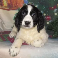 Seth, a male English Springer Spaniel for sale in Madison, SD – Photo 1 of 5
