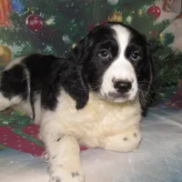 Seth, a male English Springer Spaniel for sale in Madison, SD – Photo 4 of 5