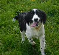 Seth, a male English Springer Spaniel for sale in Madison, SD – 1 of 10