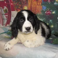 Seth, a male English Springer Spaniel for sale in Madison, SD – Photo 3 of 5