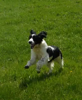 Seth, a male English Springer Spaniel for sale in Madison, SD – 4 of 10