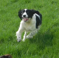 Seth, a male English Springer Spaniel for sale in Madison, SD – 10 of 10