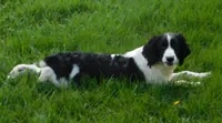 Seth, a male English Springer Spaniel for sale in Madison, SD – 2 of 10