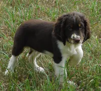 Sammy, a male English Springer Spaniel for sale in Madison, SD – 6 of 8