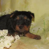 June Bug, a female Silky Terrier for sale in Madison, SD – 2 of 6