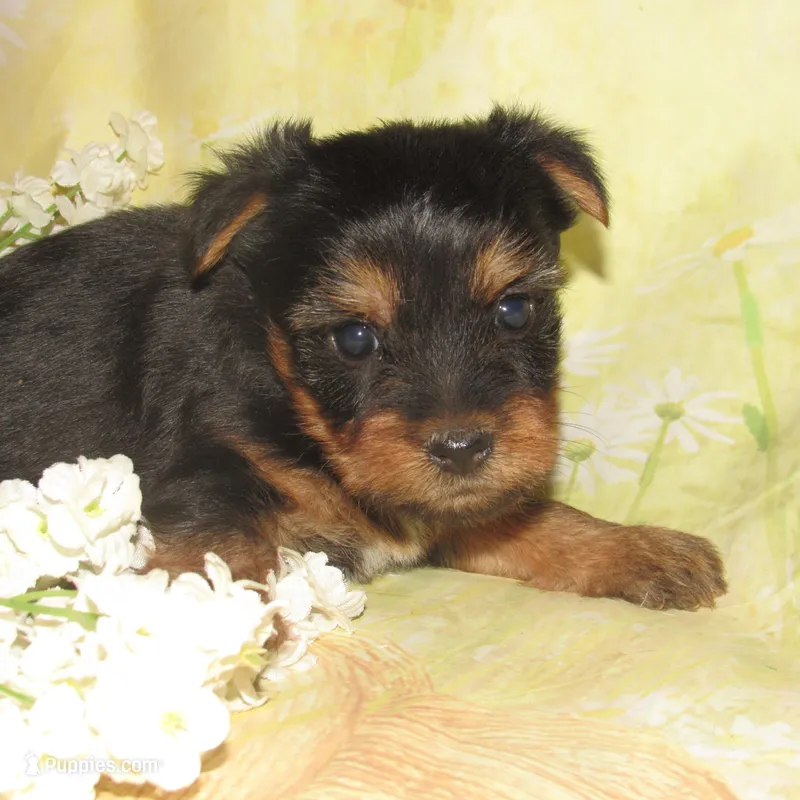 June Bug – Silky Terrier puppy for sale in Madison, SD