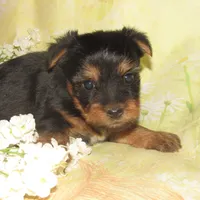 June Bug, a female Silky Terrier for sale in Madison, SD – 1 of 6