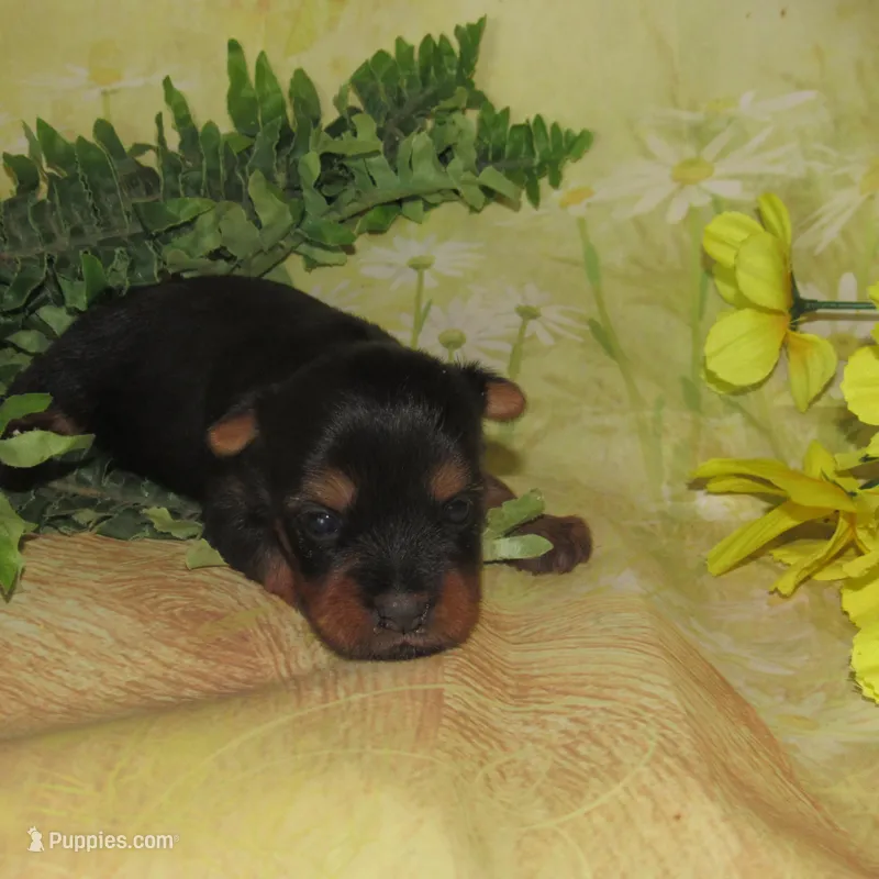 June Bug – Silky Terrier puppy for sale in Madison, SD