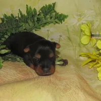 June Bug, a female Silky Terrier for sale in Madison, SD – Photo 1 of 3