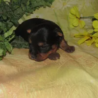 June Bug, a female Silky Terrier for sale in Madison, SD – Photo 2 of 3