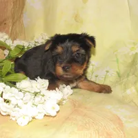 June Bug, a female Silky Terrier for sale in Madison, SD – 3 of 6