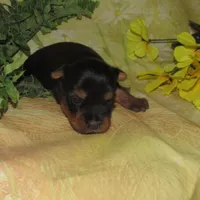 June Bug, a female Silky Terrier for sale in Madison, SD – Photo 3 of 3