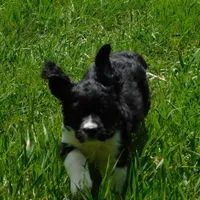 Snyder, a male English Springer Spaniel for sale in Madison, SD – Photo 9 of 10