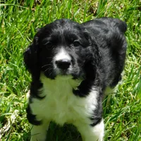Snyder, a male English Springer Spaniel for sale in Madison, SD – Photo 7 of 10