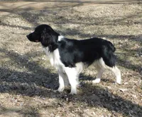 Snyder, a male English Springer Spaniel for sale in Madison, SD – Photo 9 of 9