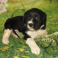 Snyder, a male English Springer Spaniel for sale in Madison, SD – Photo 10 of 10