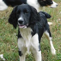 Snyder, a male English Springer Spaniel for sale in Madison, SD – Photo 2 of 10