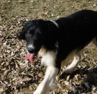 Snyder, a male English Springer Spaniel for sale in Madison, SD – Photo 7 of 9