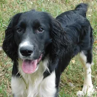 Snyder, a male English Springer Spaniel for sale in Madison, SD – Photo 4 of 10