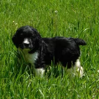 Snyder, a male English Springer Spaniel for sale in Madison, SD – Photo 8 of 10