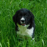 Snyder, a male English Springer Spaniel for sale in Madison, SD – Photo 6 of 10
