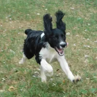 Snyder, a male English Springer Spaniel for sale in Madison, SD – Photo 3 of 10