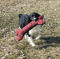 Snyder, a male English Springer Spaniel for sale in Madison, SD – Photo 8 of 9