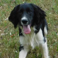 Snyder, a male English Springer Spaniel for sale in Madison, SD – Photo 1 of 10