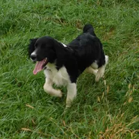 Snyder, a male English Springer Spaniel for sale in Madison, SD – Photo 5 of 10