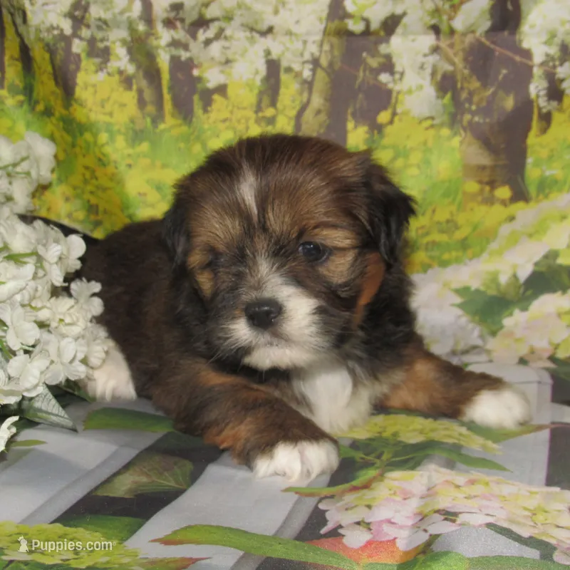 Joy – Lhasa Apso puppy for sale in Madison, SD