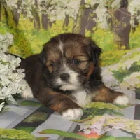 Joy, a female Lhasa Apso for sale in Madison, SD – 2 of 5
