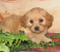 Colby, a male Cavachon for sale in Madison, SD – 4 of 4
