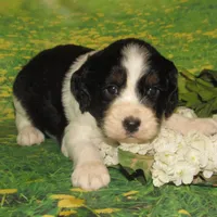 Sylvia, a female English Springer Spaniel for sale in Madison, SD – 3 of 3