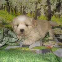 Buzz, a male Lhasa Apso for sale in Madison, SD – 5 of 5