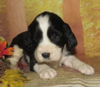 Elvira, a female English Springer Spaniel for sale in Madison, SD – 3 of 3