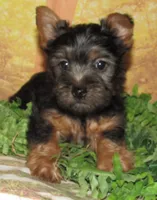 Homer, a male Silky Terrier for sale in Madison, SD – 2 of 9
