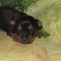 Jagger, a male Silky Terrier for sale in Madison, SD – Photo 1 of 4