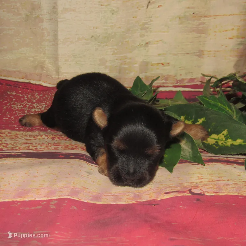 Baby boy, a male Silky Terrier for sale in Madison, SD – Photo 1 of 1
