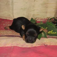 Jagger, a male Silky Terrier for sale in Madison, SD – Photo 4 of 4