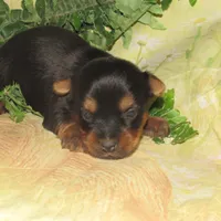 Jagger, a male Silky Terrier for sale in Madison, SD – Photo 3 of 4