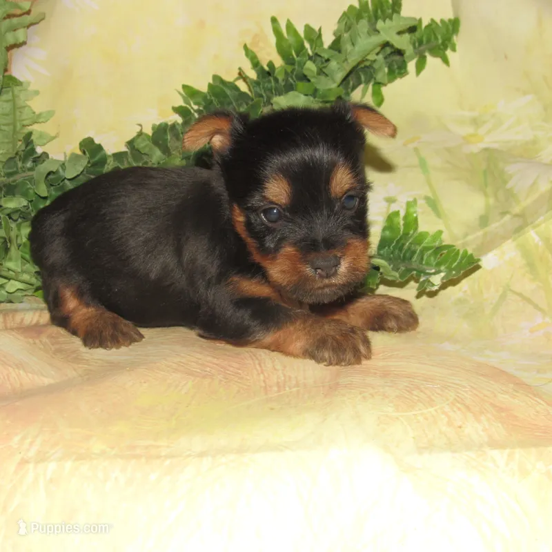Jagger – Silky Terrier puppy for sale in Madison, SD