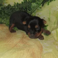 Jagger, a male Silky Terrier for sale in Madison, SD – Photo 2 of 4