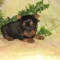 Jagger, a male Silky Terrier for sale in Madison, SD – 2 of 6