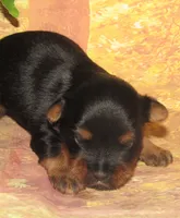Homer, a male Silky Terrier for sale in Madison, SD – 5 of 6