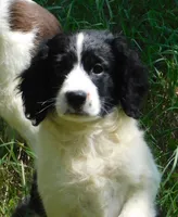 Mora , a female English Springer Spaniel for sale in Madison, SD – 3 of 5
