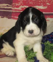 Wanda, a female English Springer Spaniel for sale in Madison, SD – 6 of 6