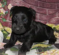 Ollie , a male Scottish Terrier for sale in Madison, SD – 5 of 6